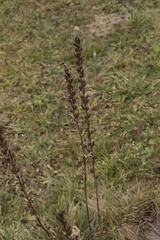 Pontechium maculatum