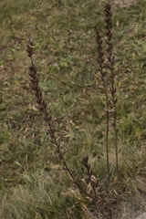 Pontechium maculatum