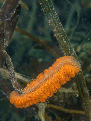 Botrylloides diegensis