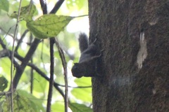 Microsciurus alfari