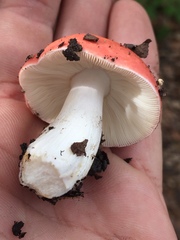 Russula californiensis