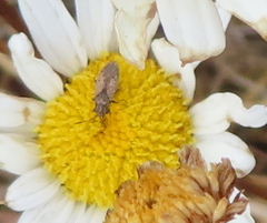 Nysius irroratus