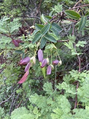 Dolichandra cynanchoides