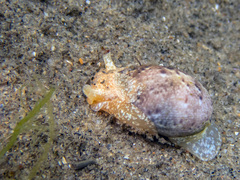 Bulla gouldiana