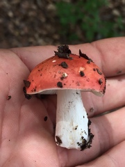 Russula californiensis