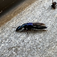 Eulissus