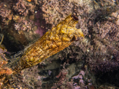 Styela montereyensis