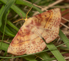 Anthela varia