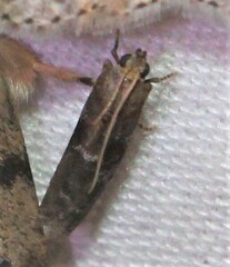 Moodna ostrinella