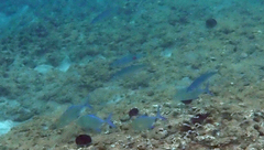 Caranx melampygus