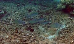 Decapterus macarellus