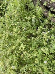 Eucrypta chrysanthemifolia