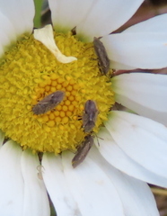 Nysius irroratus