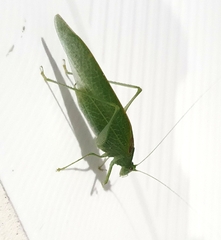 Anaulacomerina