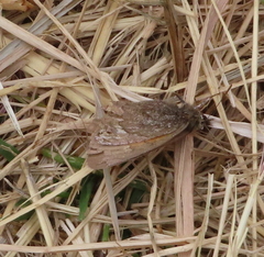 Cosmosatyrus leptoneuroides