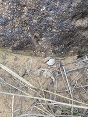 Sonorella allynsmithi