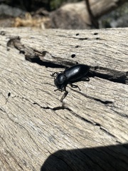 Coelocnemis dilaticollis