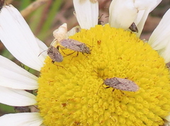 Nysius irroratus