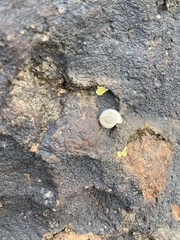 Sonorella allynsmithi