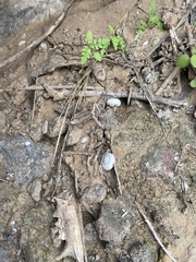 Sonorella allynsmithi