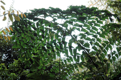 Caryota albertii