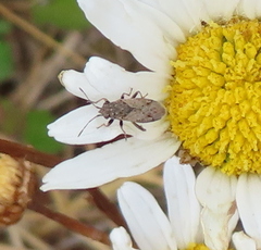 Nysius irroratus