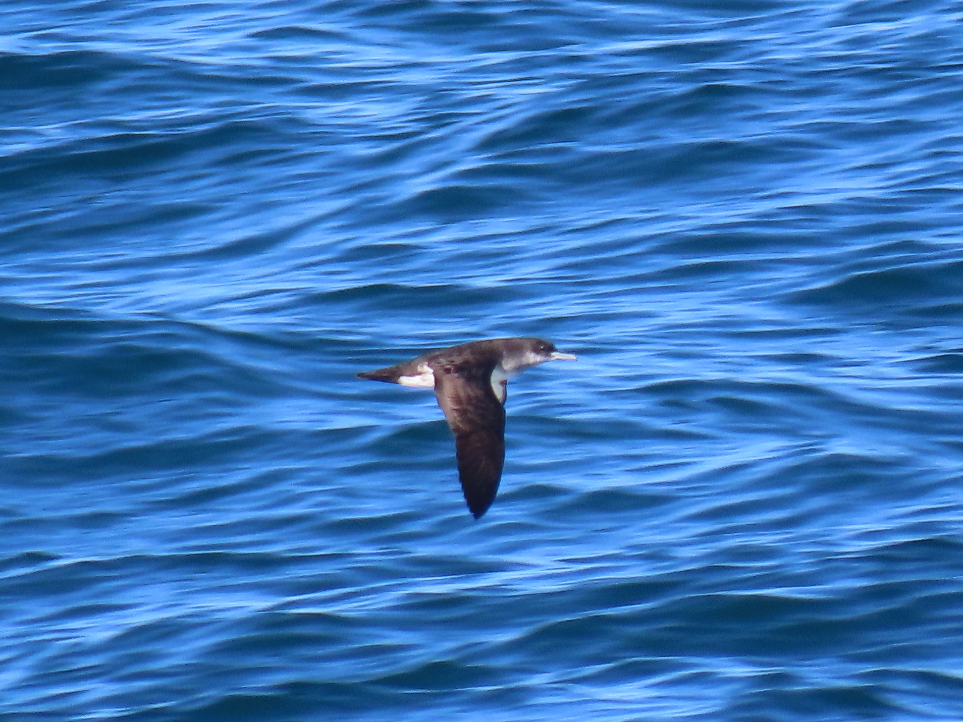 Black-vented Shearwater illustration