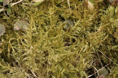 Cratoneuron