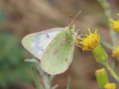 Colias vauthierii