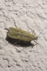 Helcystogramma triannulella