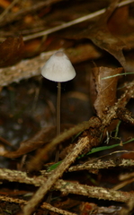 Mycena stipata