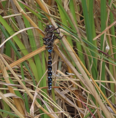 Rhionaeschna variegata