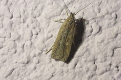 Helcystogramma triannulella