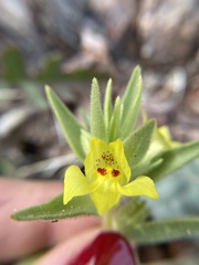 Mohavea breviflora