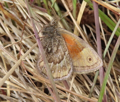 Cosmosatyrus leptoneuroides