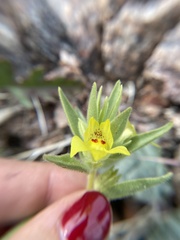 Mohavea breviflora