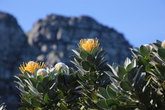Leucospermum conocarpodendron conocarpodendron