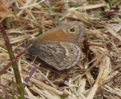 Cosmosatyrus leptoneuroides