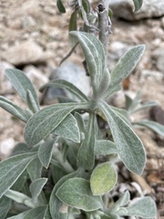 Pseudognaphalium microcephalum