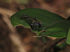 Polyrhachis