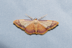 Idaea ostrinaria