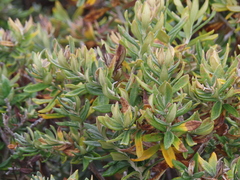 Chiliotrichum diffusum