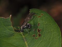 Polyrhachis