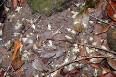 Syzygium bungadinnia