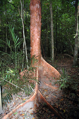 Syzygium bungadinnia