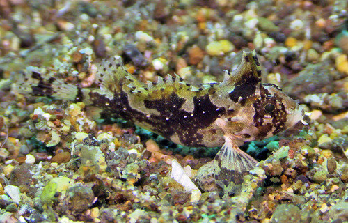 Wasp velvetfish (Acanthosphex leurynnis) — Aploactinidae — 5