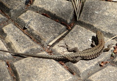 Podarcis muralis muralis