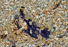 Acanthosphex leurynnis