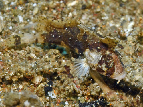 Wasp velvetfish (Acanthosphex leurynnis) — Aploactinidae — 4
