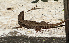 Podarcis muralis muralis